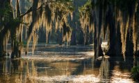 Swamp Thing's Bayou