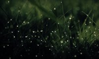 Rainy Trail for DND