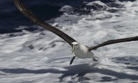 One with the seagulls