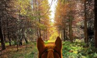 A horseback trip home from the market guided by the lilt of a songbird