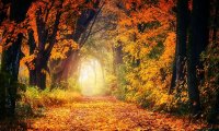 Writing Ambience