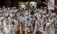 The Dalmatian Plantation