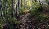 Forestwood