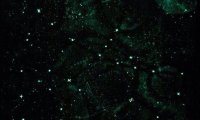 Dalish Clan At Nighttime