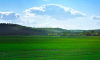 Open and Verdant Grasslands