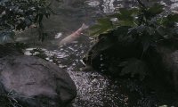 Subtle music, forest spring