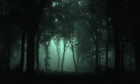 The Witching Hour Woods