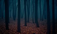 Events on the wolf's hollow