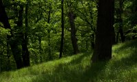 Fictional Forest