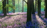 Lavender Forest