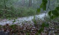 JUNGLE STORM
