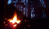 cmbm evening forest