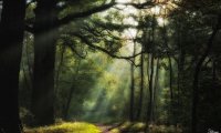 Strange forest