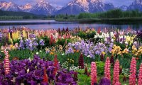 Starsky's Meadow