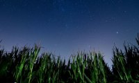 Among the cornfields