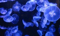 Aquarium at Night