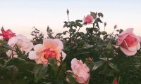 Evening In The Garden