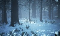 Walking through the forest in wintertime