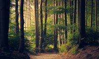 Running past horse in forest