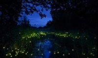 Crickets In Late Summer Nights