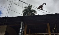 Puerto Misahualli