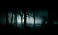 Walking in the Forest