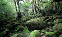 Princess Mononoke's Forest