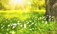Relaxing on a Spring day