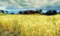 Walking in the fields around Murky Waters