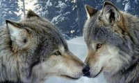 (The Last of the Wolf Lords, Mix 1)