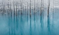 Winter Day in a Forest