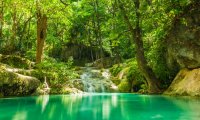 Summer Forest Stream